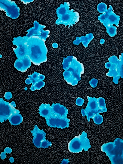 blue bioluminescence