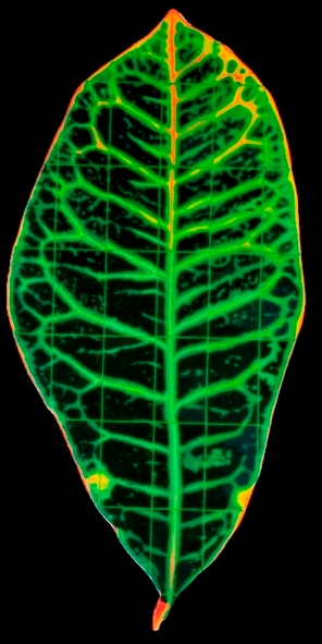 Croton Leaf